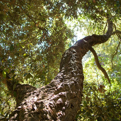 Culture at the Campsite: our Botanical Tour!