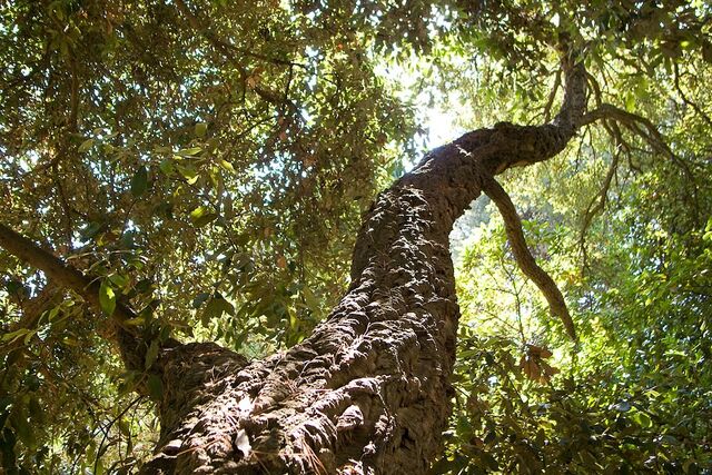 Shadowed camping green paradise French Riviera