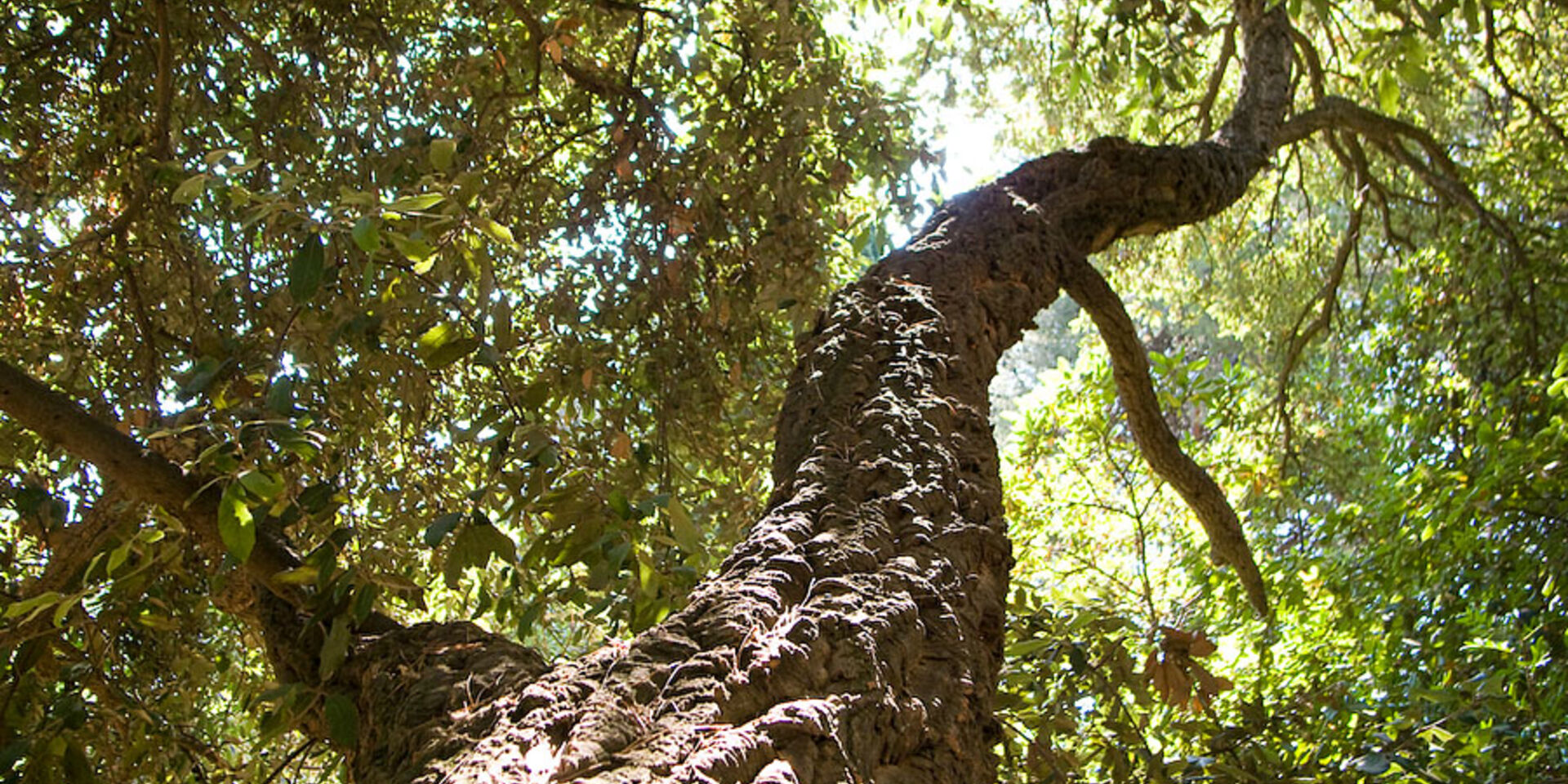 Big and old trees in the campsite