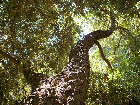 Cork oak at campsite