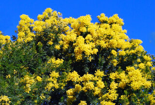 Culture at the Campsite: our Botanical Tour!