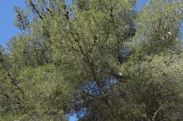 The campsite forest and its benefits