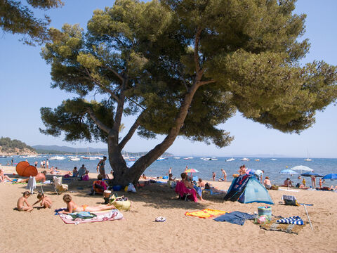 Our campsite welcomes you in the shade of umbrella pines