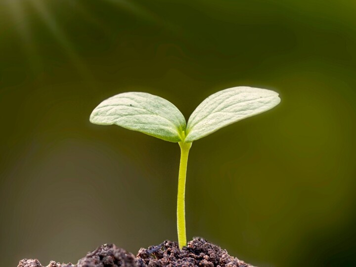 Thyme