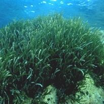 Mediterranean flora