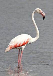 Pink flamingo in Hyères - French riviera-côte d’Azur