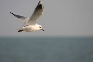 Seaside seagulls : holiday !