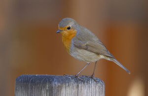 Robin at the campsite - French riviera
