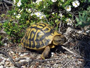 Hermann Turtles in the South of France