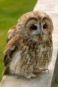 Tawny owl in France forests