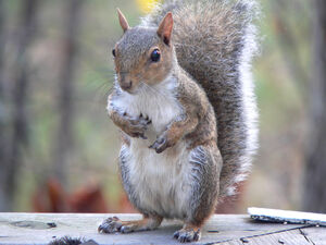 Campsite squirrels - South of France