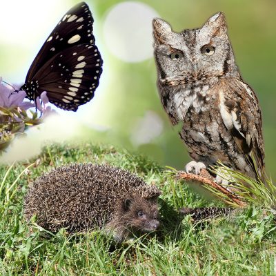 Campsite fauna