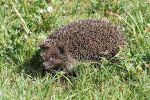 Campsite hedgehogs - South of France