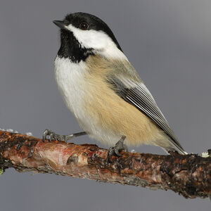 Chickadee in the Var dept