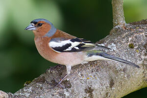 Campsite chaffinch - South of France
