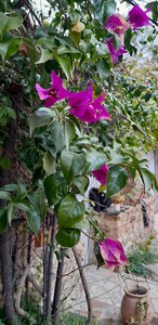 Bougainvillea