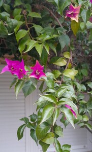 Bougainvillea