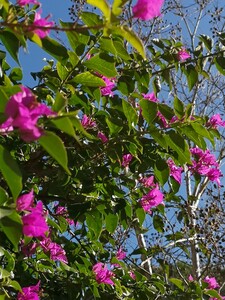 Bougainvillea