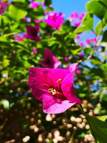 Bougainvillea at the campsite