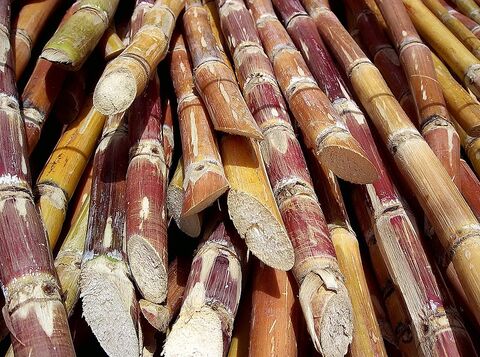 Sugar cane at the campsite