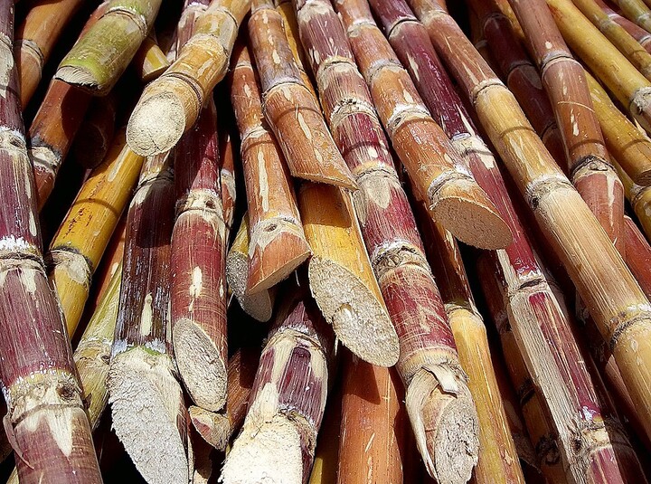 Sugar cane