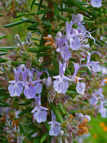 Rosemary, one of the star herbs of Provencal gastronomy