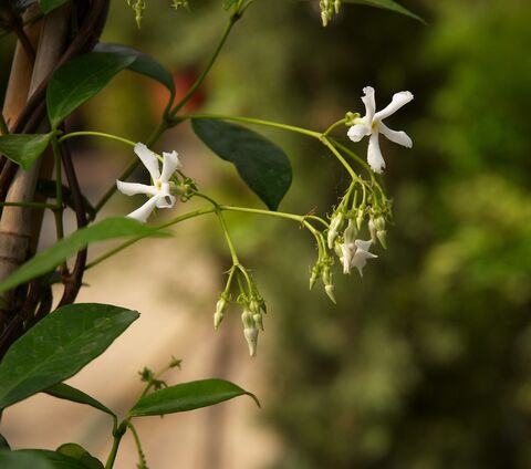 Discover the heady perfume of Star jasmine along the campsite's pathways