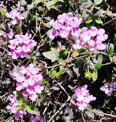 Sellow's Lantana