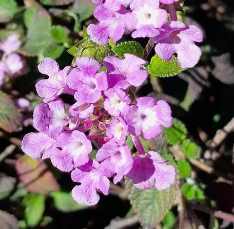 Sellow's Lantana, a gift for the campsite's butterflies!