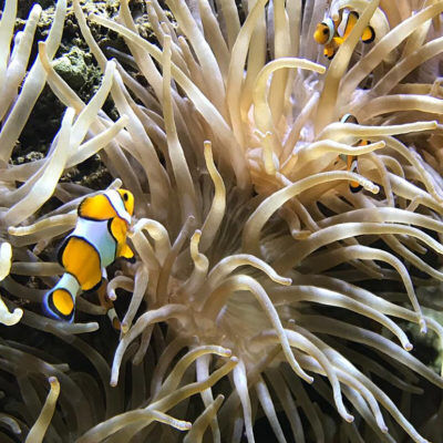 A day out at the Oceanographic Museum in Monaco during your camping break