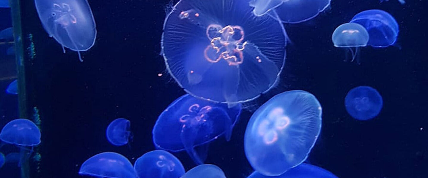 Jellyfish at the Oceanographic Museum of Monaco