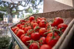 Campsite shop - Provence vegetables 