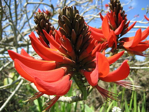 Exotic camping vacation with Erythrina