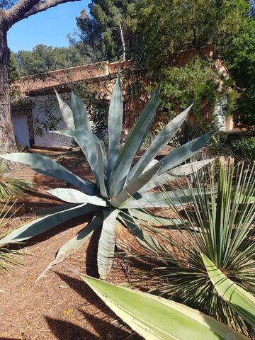 Agave at the campsite