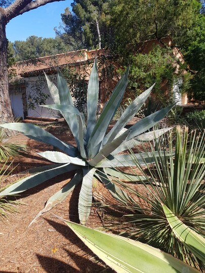 Agave americana