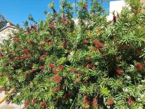 Bottlebrush at the campsite