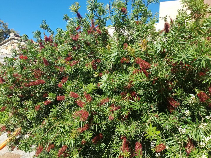 Bottlebrush