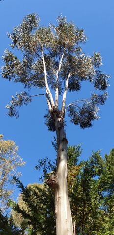 Admire the large eucalyptus trees of the campsite