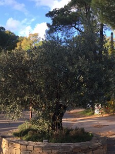 Olive tree