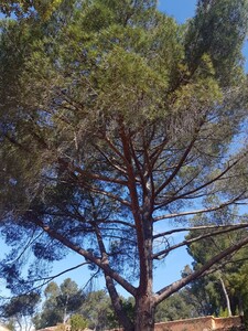 Umbrella Pine