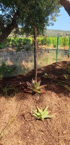 Speckled Aloe at the campsite