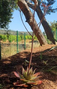 Speckled Aloe at the campsite