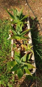 Speckled Aloe at the campsite