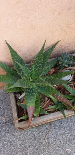 Speckled Aloe at the campsite