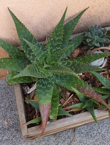 Speckled Aloe at the campsite