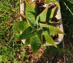 Speckled Aloe at the campsite