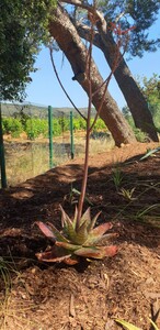 Speckled Aloe at the campsite