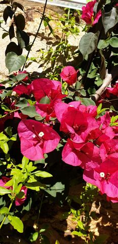Bougainvillea at the campsite