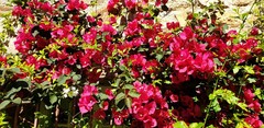 Bougainvillea
