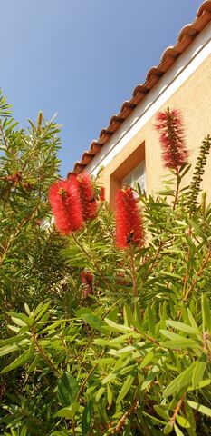 Bottlebrush (Callistemom) at the campsite